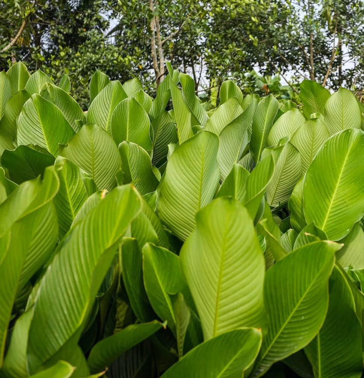 Những tàu lá dong ở Tràng Cát có bản lớn, dày mình, xanh mướt. Ảnh: Dân Việt