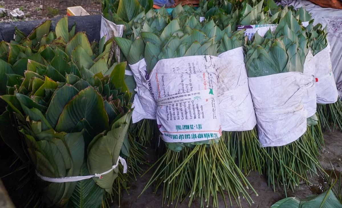 Không chỉ phục vụ thị trường Hà Nội và các tỉnh lân cận, lá dong Tràng Cát còn xuất khẩu sang nước ngoài phục vụ nhu cầu của người Việt xa quê. Ảnh: Tiền phong