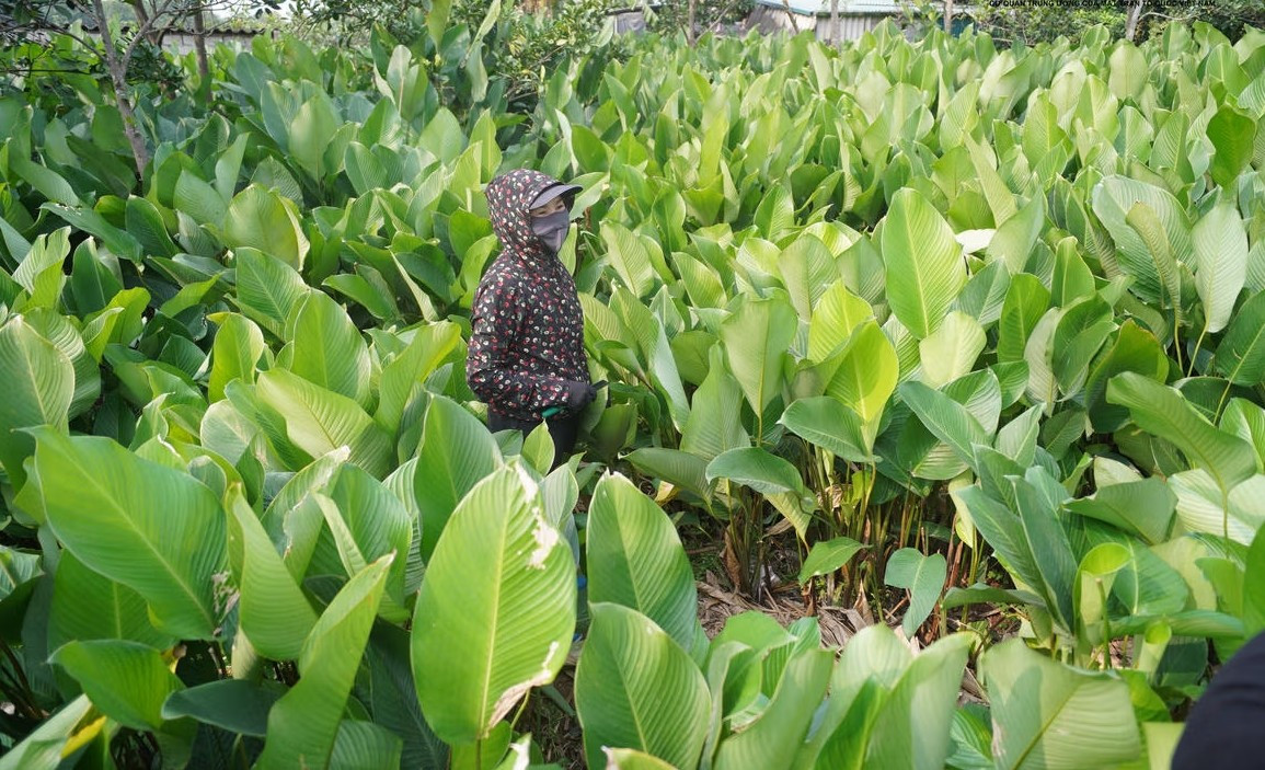 Những ngày cận Tết Nguyên đán, làng lá dong Tràng Cát (xã Thanh Oai, Hà Nội) rộn ràng bước vào vụ thu hoạch chính trong năm. Ảnh: Daidoanket