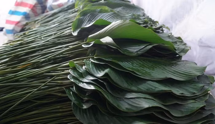 Hiện, mỗi bó 100 lá dong giá từ 60.000 - 250.000 đồng, tùy kích cỡ. Ảnh: Daidoanket