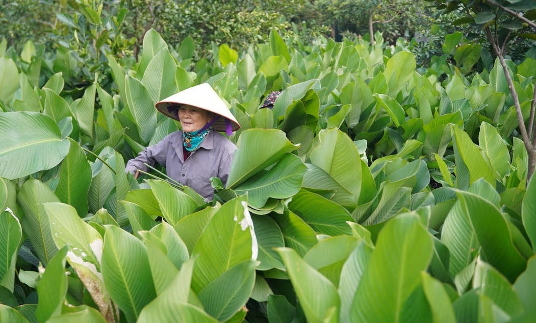 Với lượng đơn hàng tăng cao, nhiều gia đình phải huy động cả người già cùng trẻ nhỏ tham gia thu hoạch để kịp cung ứng lá dong cho thị trường. Ảnh: Daidoanket