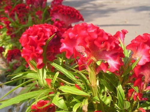 Giá hoa mào gà khá rẻ, chỉ từ 60.000–120.000 đồng/chậu, nhưng vẫn mang lại vẻ đẹp rực rỡ và ý nghĩa phong thủy tốt lành. Ảnh: Internet