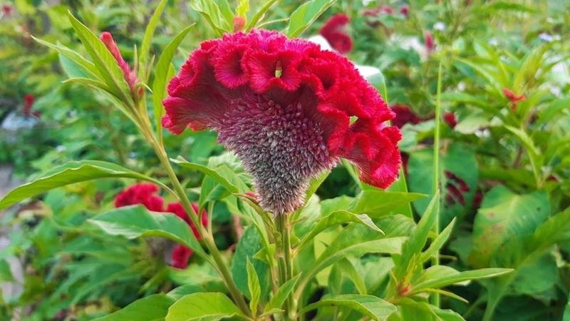 Với hình dáng độc đáo, màu sắc nổi bật như đỏ, vàng, tím, hoa mào gà tượng trưng cho sự sung túc, đủ đầy. Đây là loài hoa dân dã, gắn liền với Tết truyền thống ở nhiều vùng quê. Ảnh: Internet