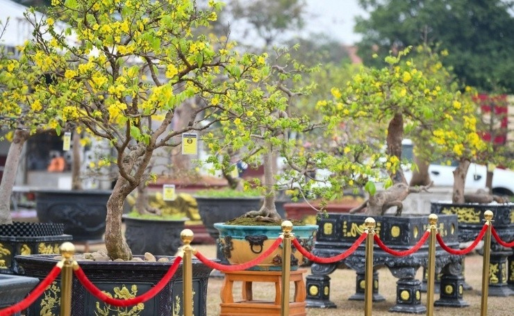 Chợ hoa và cây cảnh Bình Khê 2026, xã Bình Khê, Quảng Ninh quy tụ hàng trăm gốc mai vàng Yên Tử "độc bản" trị giá tiền tỷ. Ảnh: Tiền phong