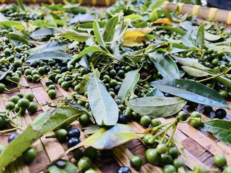 Khi còn non, trái sả rừng màu xanh, lúc chín ngả dần sang vàng, tỏa mùi thơm nồng đặc trưng. Ảnh: Internet