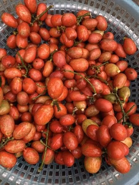 Do cây mọc tự nhiên ngày càng hiếm nên sản lượng bán ra thị trường không nhiều. Trên thị trường, quả máu được rao bán với giá 250.000 đồng/kg. Ảnh: Facebook