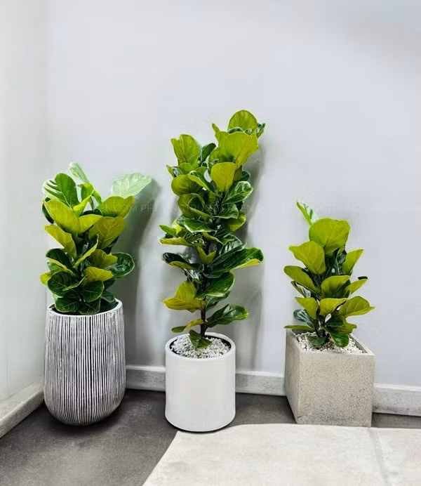 Với diện tích lá lớn, bàng cảnh được cho là có khả năng giữ bụi, điều hòa độ ẩm và cải thiện vi khí hậu trong phòng kín. Ảnh: Phương Trung Green