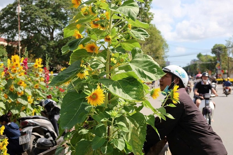 Tại Quảng Ngãi, nghề chở hoa thuê cũng vào mùa tất bật. Giá mỗi chuyến dao động từ 50.000 – 200.000 đồng, tùy khoảng cách và kích thước chậu hoa. Ảnh: BaoVanhoa