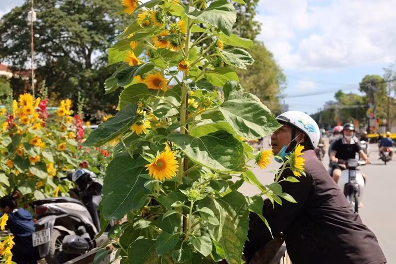 Tại Quảng Ngãi, nghề chở hoa thuê cũng vào mùa tất bật. Giá mỗi chuyến dao động từ 50.000 – 200.000 đồng, tùy khoảng cách và kích thước chậu hoa. Ảnh: BaoVanhoa