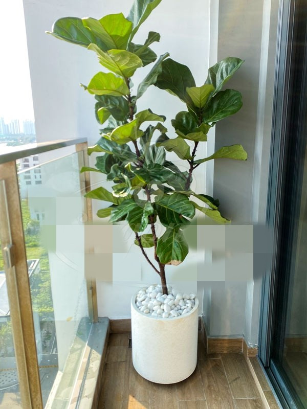 Với gia đình có điều kiện, bàng Singapore tượng trưng cho nền móng vững chắc, mọi thứ được xây dựng từ gốc rễ ổn định. Ảnh: Saigonhoa