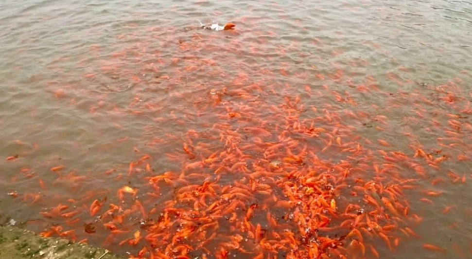 Làng Thủy Trầm có khoảng 300 hộ tham gia nuôi cá chép đỏ, với hơn 1.000 lao động trực tiếp. Ảnh: Báo Phú Thọ