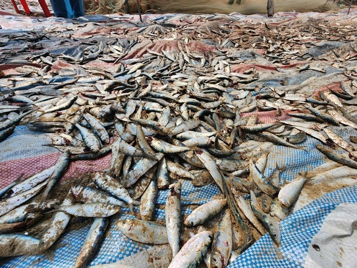 Để thuận tiện cho việc thu gom, ngư dân trải bạt trên bãi cát rồi rũ lưới, gỡ cá trích và phân loại trước khi bán cho thương lái. Ảnh: Tiền phong