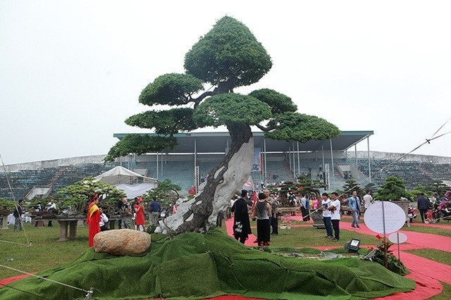Xuất hiện tại một triển lãm cây cảnh ở Phú Thọ, cây me keo của anh Trần Phúc Lộc (Bà Rịa, Vũng Tàu), có tuổi đời hàng trăm năm thu hút sự chú ý của du khách. Ảnh: Dân Việt