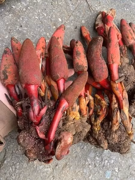 Loại nấm này thường sống ký sinh trên rễ các cây gỗ lớn trong rừng, xuất hiện chủ yếu vào mùa đông – xuân. Ảnh: Facebook