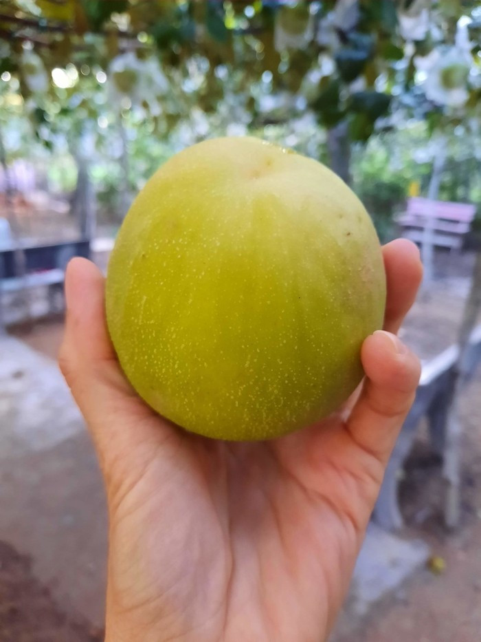 So với nhiều giống táo khác trên thị trường, táo gió nổi bật với kích thước vừa, dáng bầu dục, vỏ mỏng, màu xanh nhạt và ngả vàng khi chín. Ảnh: Đặc sản Việt