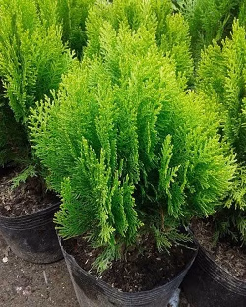 Tuy nhiên, trong văn hóa Á Đông, trắc bách diệp gắn liền với khu lăng mộ, nghĩa trang, tượng trưng cho âm khí nặng. Ảnh: Internet