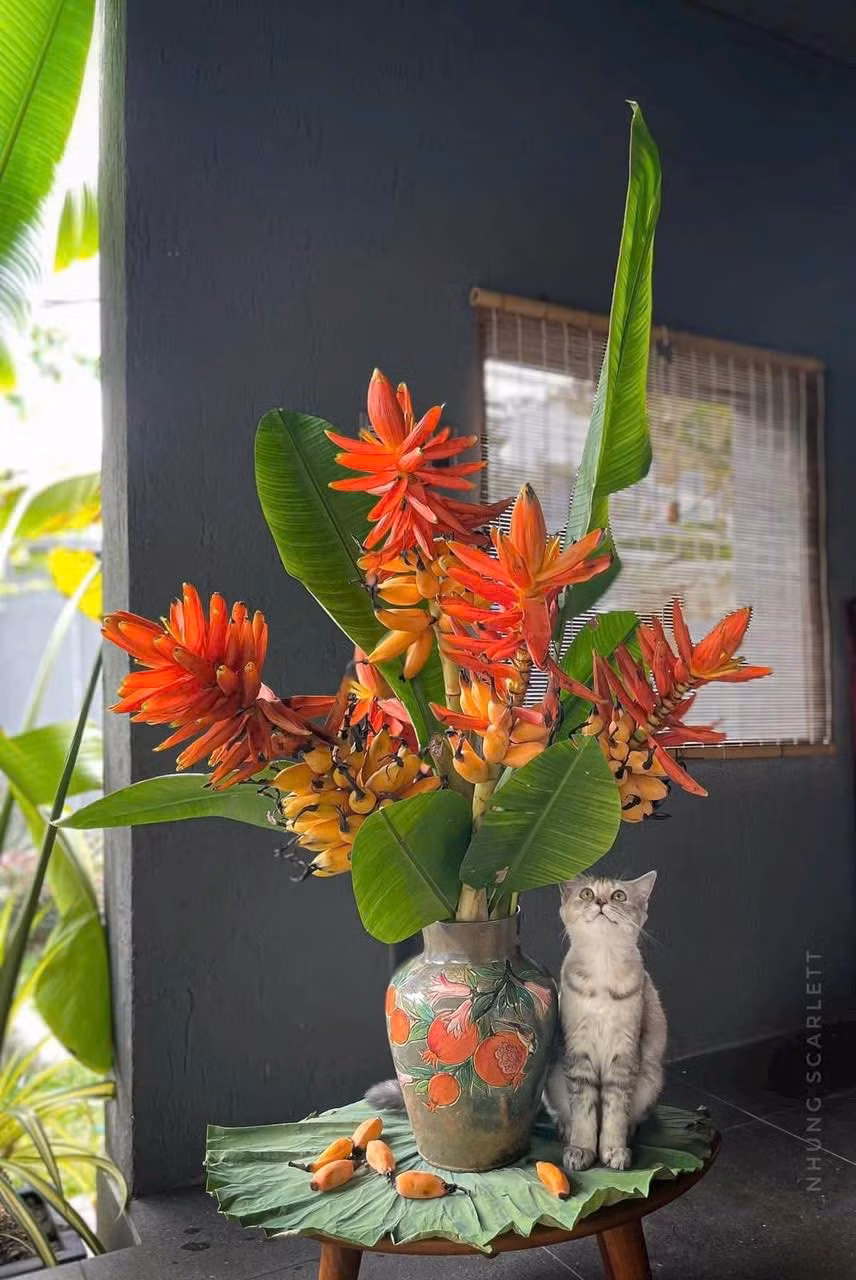 Hoa chuối rừng được nhiều chị em ở thành phố ưa chuộng. Người ít mua 5 bông, người nhiều mua 7, 10...bông, tùy thuộc không gian cắm hoa. Ảnh: FB Dương Hiền