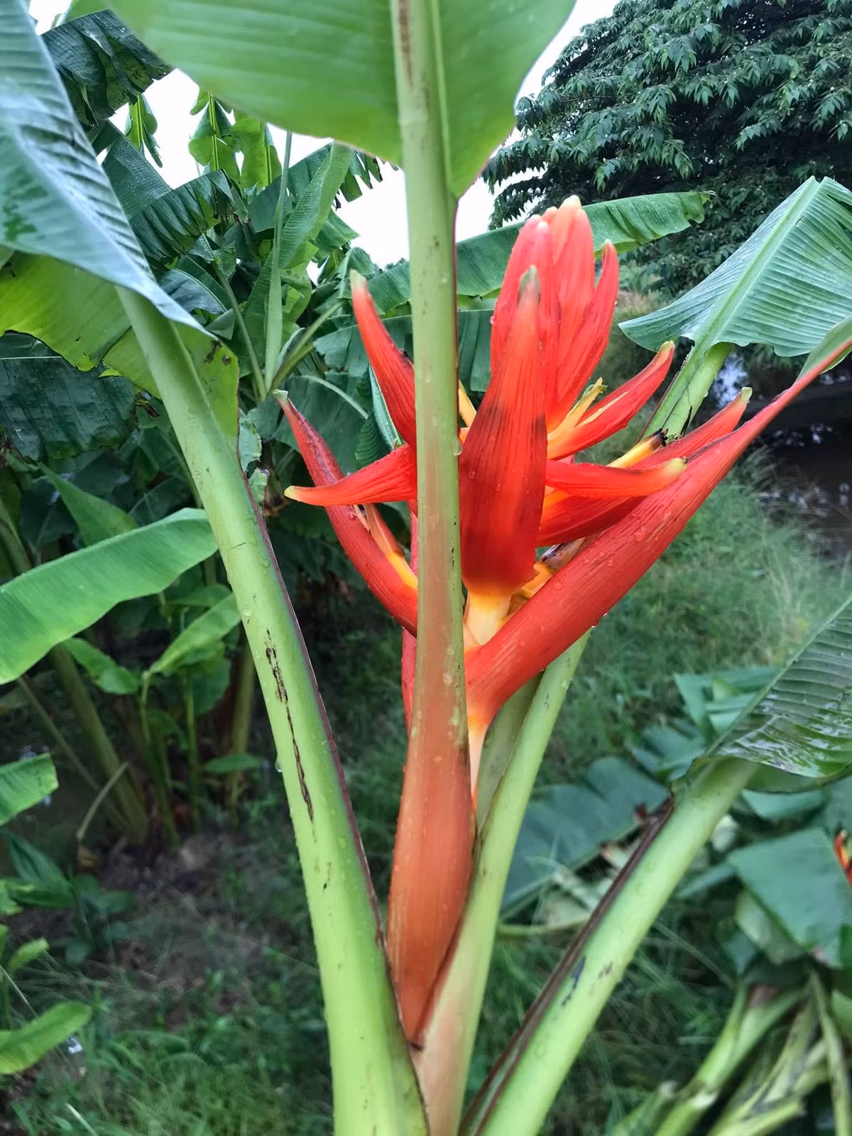 Loài hoa này được ví như ngọn lửa rực rỡ nổi bật giữa rừng xanh. Ảnh: Facebook