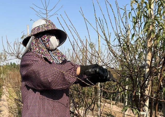 Theo người trồng đào Nhật Tân, tuốt lá là công đoạn quan trọng nhất quyết định chất lượng hoa Tết. Ảnh: PhunuVietNam