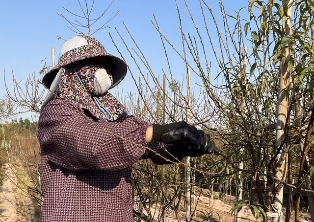 Theo người trồng đào Nhật Tân, tuốt lá là công đoạn quan trọng nhất quyết định chất lượng hoa Tết. Ảnh: PhunuVietNam