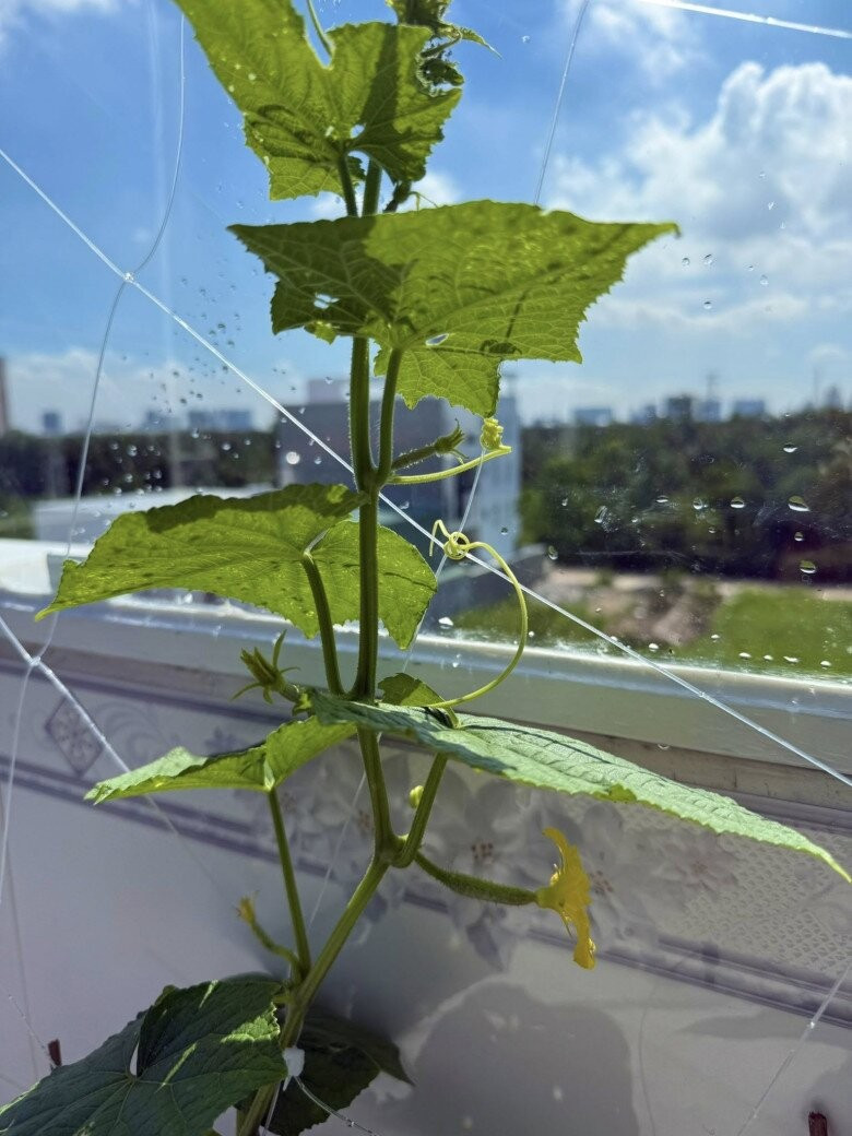 Thiết kế đơn giản nhưng vẫn đảm bảo cây có không gian leo, phát triển tốt. Ảnh: FB Huỳnh Như