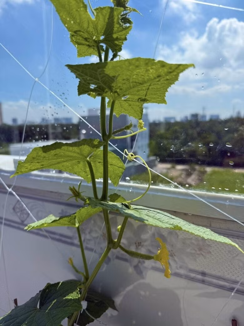 Thiết kế đơn giản nhưng vẫn đảm bảo cây có không gian leo, phát triển tốt. Ảnh: FB Huỳnh Như