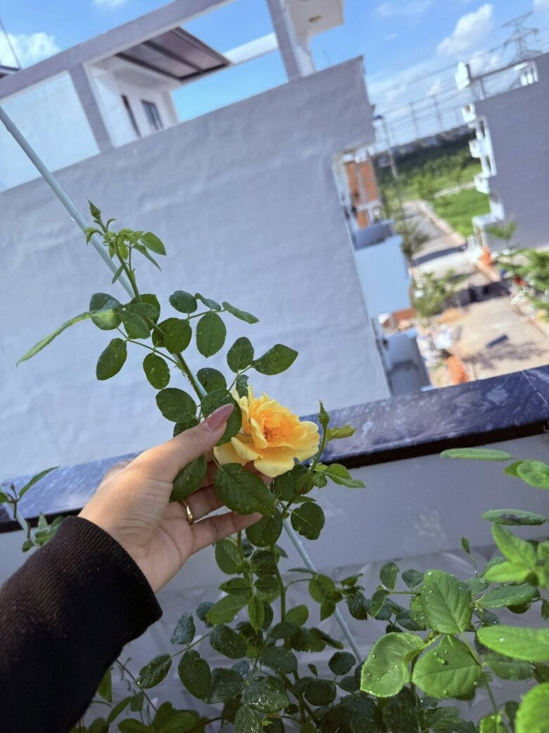 Hồng vàng Juliet trồng ven lan can tầng cao đang hé nụ. Ảnh: FB Huỳnh Như