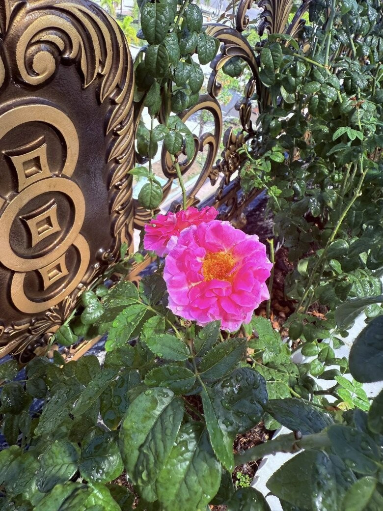 Hoa hồng cổ Sa Pa nở rộ cạnh hàng rào sắt uốn họa tiết tinh xảo. Ảnh: FB Huỳnh Như