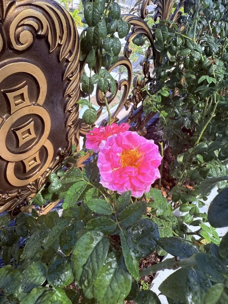 Hoa hồng cổ Sa Pa nở rộ cạnh hàng rào sắt uốn họa tiết tinh xảo. Ảnh: FB Huỳnh Như