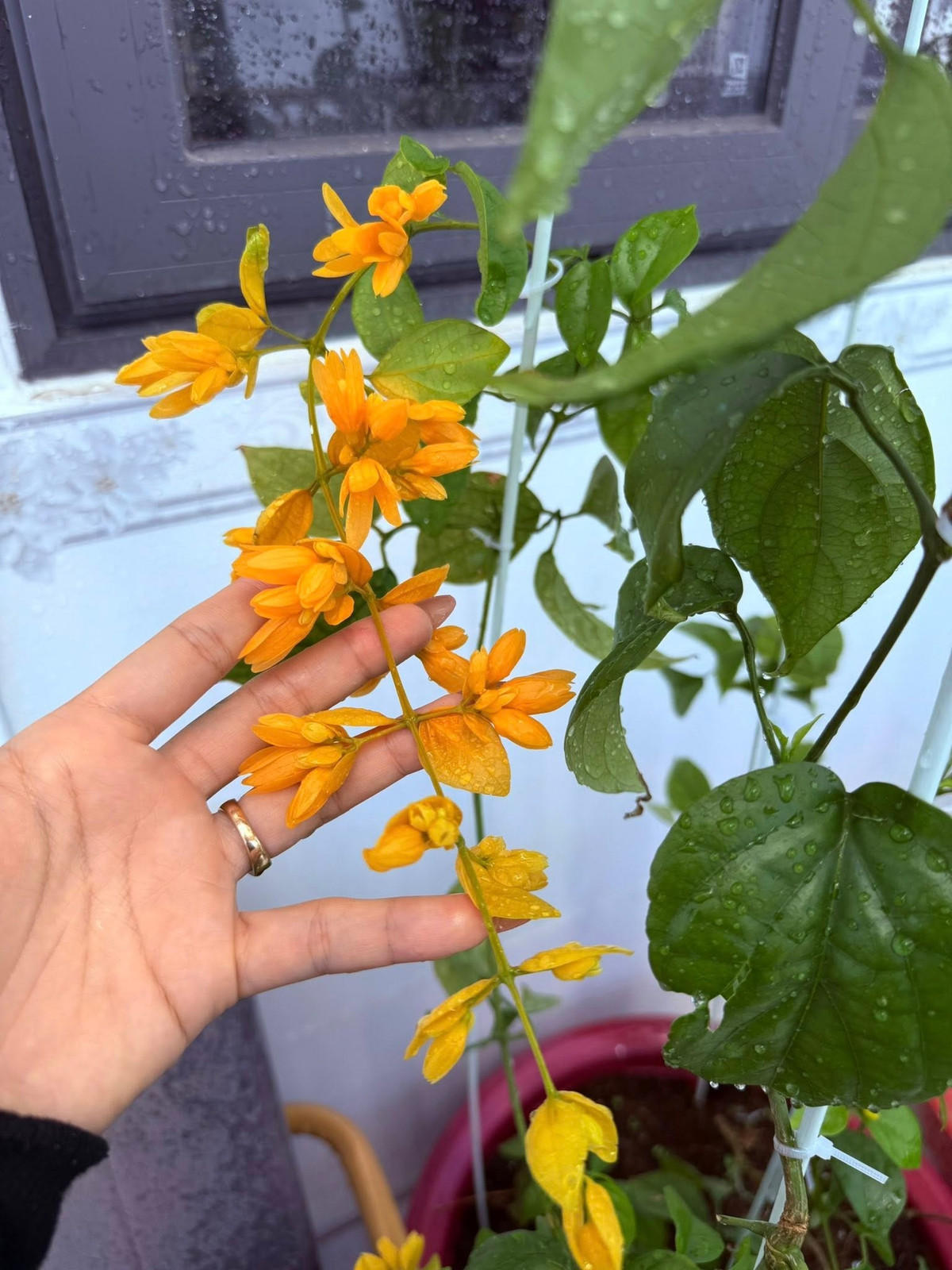 Lan hoàng thảo màu vàng cam nổi bật, mọc theo chùm dài, tạo điểm nhấn sinh động. Ảnh: FB Huỳnh Như