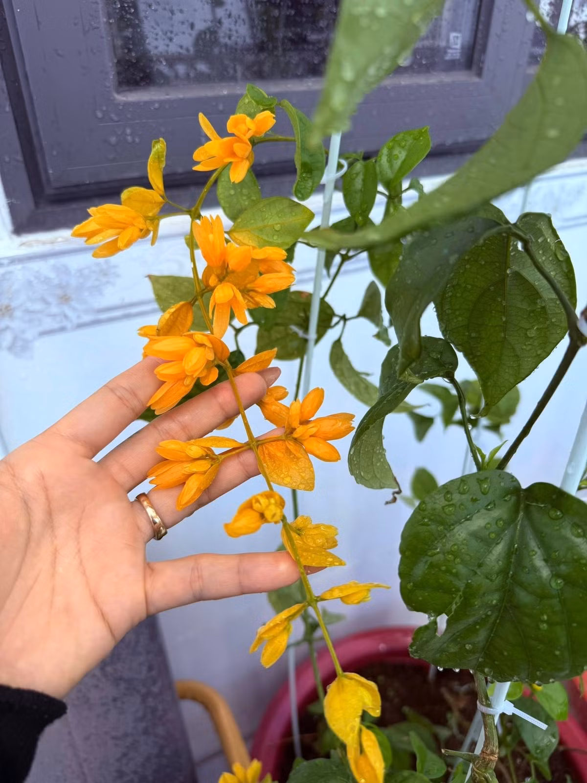 Lan hoàng thảo màu vàng cam nổi bật, mọc theo chùm dài, tạo điểm nhấn sinh động. Ảnh: FB Huỳnh Như