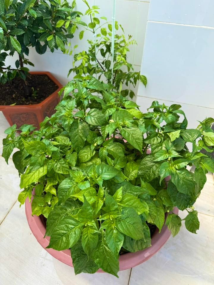 Cây ớt xanh tốt, tán lá dày đặc. Ảnh: FB Huỳnh Như