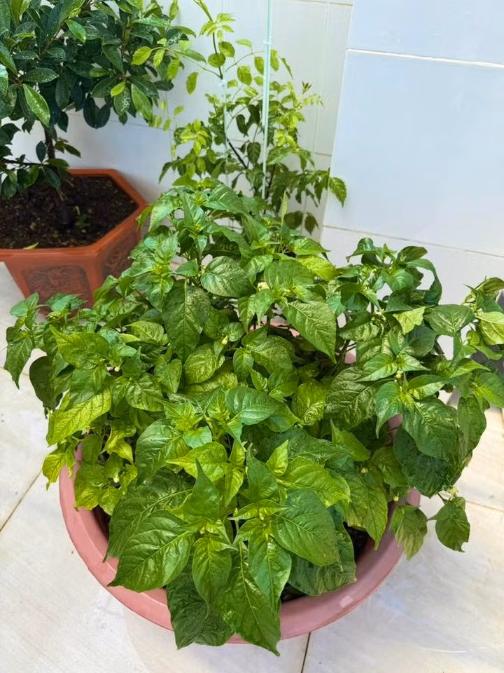 Cây ớt xanh tốt, tán lá dày đặc. Ảnh: FB Huỳnh Như