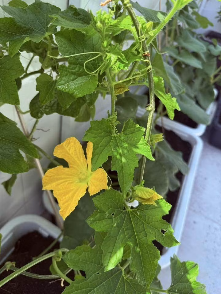 Dưa leo đang trổ hoa vàng tươi. Ảnh: FB Huỳnh Như