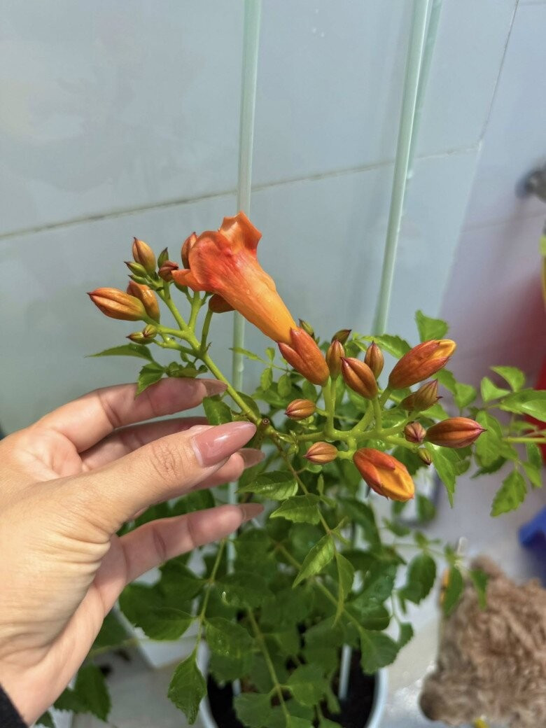 Hoa đăng tiêu màu cam rực rỡ bắt đầu trổ nụ. Ảnh: FB Huỳnh Như