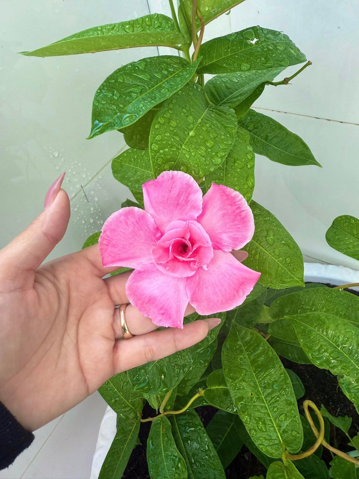 Huỳnh Như khoe cận cảnh đóa hoa hồng anh màu hồng rực rỡ, lá cây xanh bóng mượt sau cơn mưa. Ảnh: FB Huỳnh Như