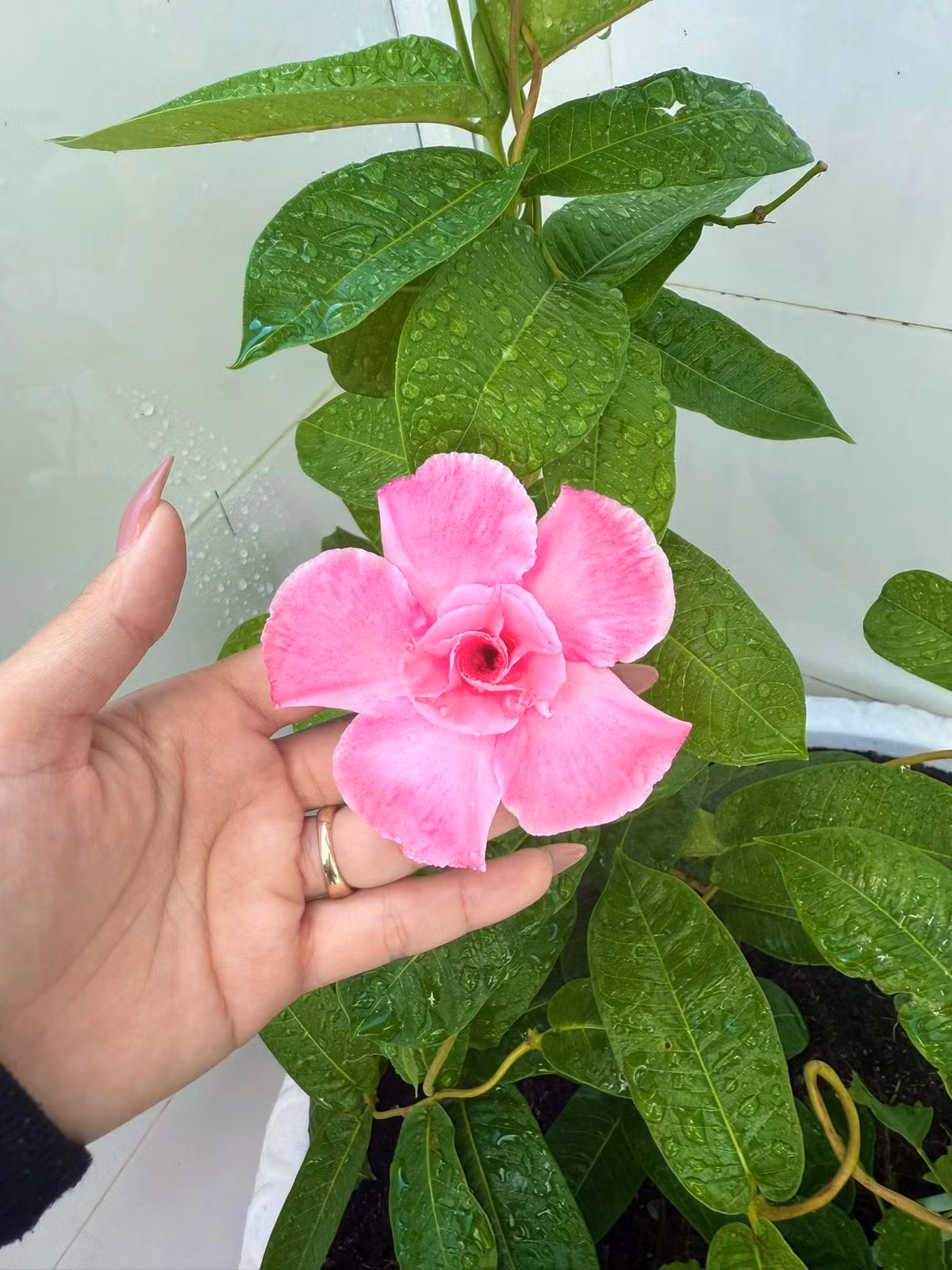 Huỳnh Như khoe cận cảnh đóa hoa hồng anh màu hồng rực rỡ, lá cây xanh bóng mượt sau cơn mưa. Ảnh: FB Huỳnh Như