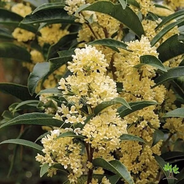 Theo phong thủy Á Đông, mộc hương tượng trưng cho may mắn, bình an, tài lộc. Mộc hương thường được trồng trước cửa nhà với ý nghĩa kích hoạt tài lộc, thu hút nguồn năng lượng tích cực. Ảnh: Nhà vườn Ngọc Lâm