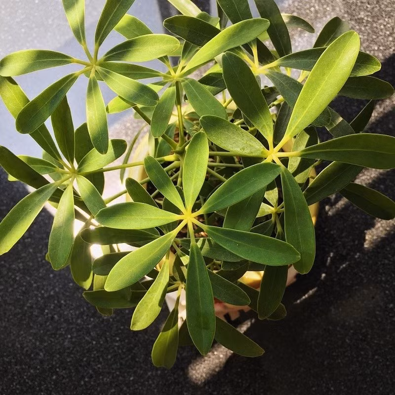 Trồng ngũ gia bì trước nhà vào đầu năm mang ý nghĩa giữ vững may mắn, hạn chế hao tài, đặc biệt phù hợp với những gia đình kinh doanh. Ảnh: Internet