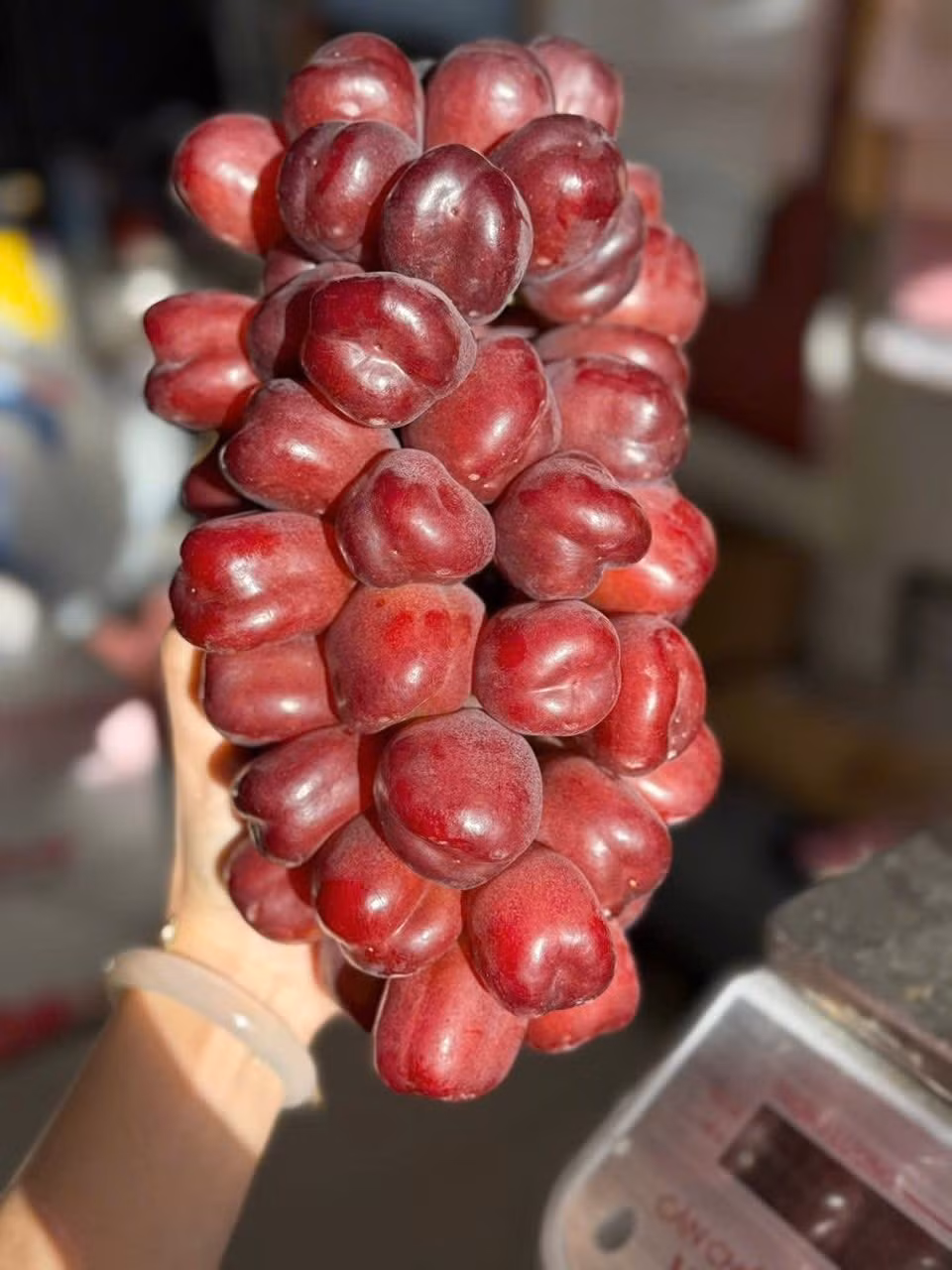 Đáng chú ý, mỗi chùm nho nặng từ 1,8-2,5kg, thậm chí có chùm đạt gần 3kg. Ảnh: Hoa quả ưu đàm