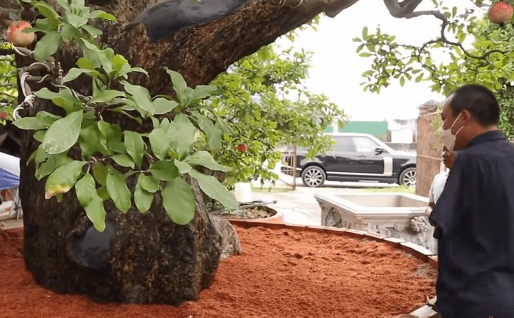 Cây lộc vừng bonsai có tuổi đời hơn 100 năm, gồm 1 thân chính. Ảnh: Dân Việt