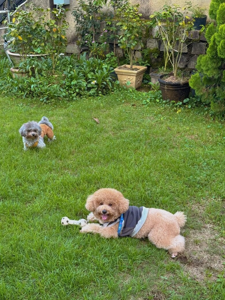 Khoảng sân rộng với bãi cỏ xanh mướt. Ảnh: Facebook