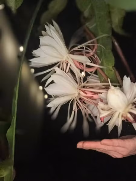 Hoa quỳnh bung nở cùng lúc 7 bông giữa đêm. Ảnh: FB Kim Hien