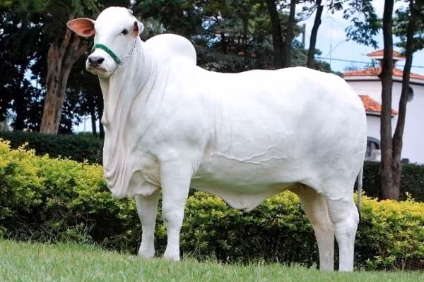 Đây cũng là lý do khiến nó được các chủ trang trại săn đón và có giá trị đặc biệt trên thị trường quốc tế. Ảnh: NatureNews