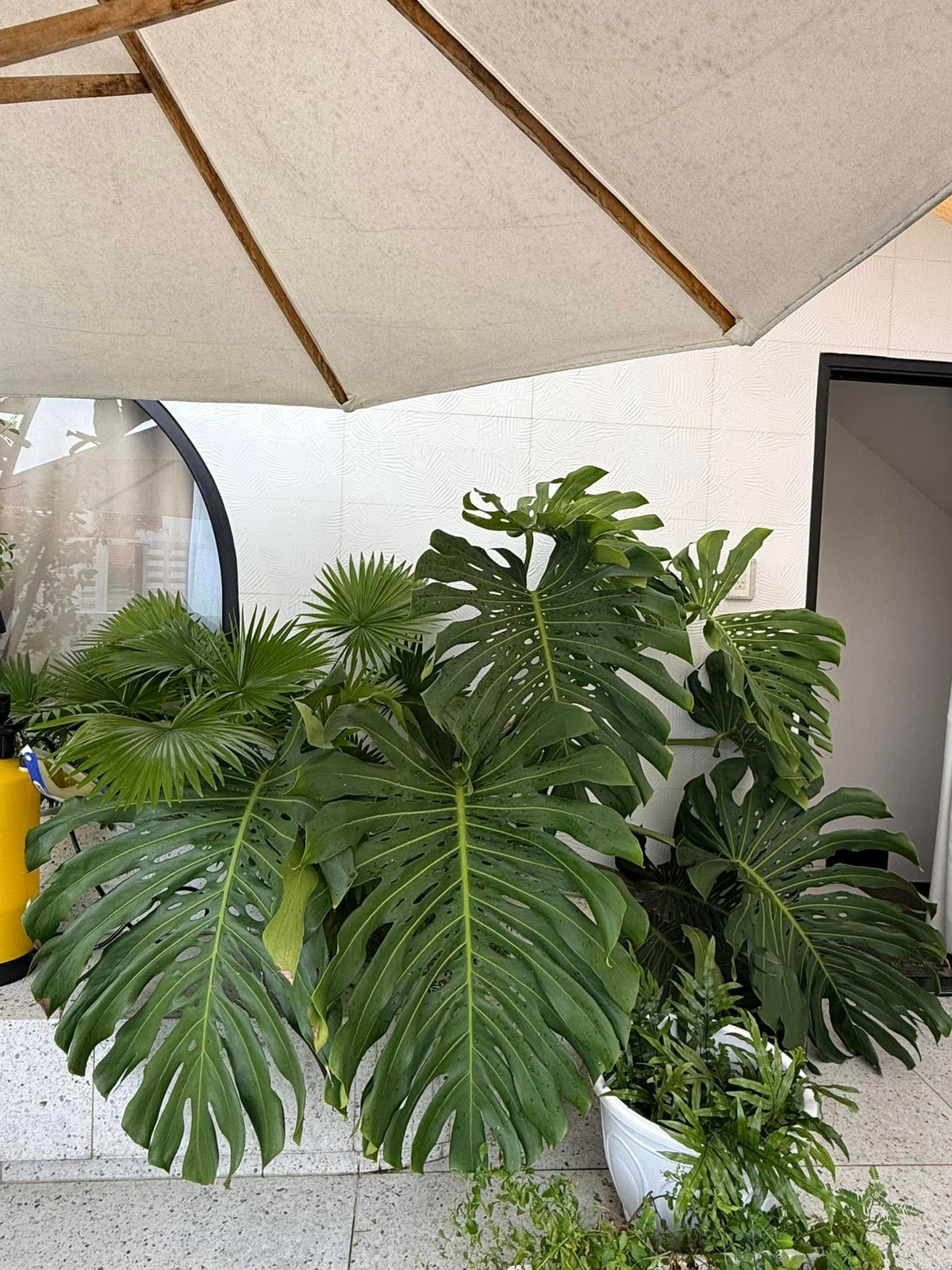 Hồi mới trồng trầu bà lá xẻ, Vân Trang mua cây chỉ có 800.000 đồng nhưng phải mua thêm cái ô 1,8 triệu và lưới che nắng 350.000 đồng để che nắng cho cây. Ảnh: FB Vân Trang