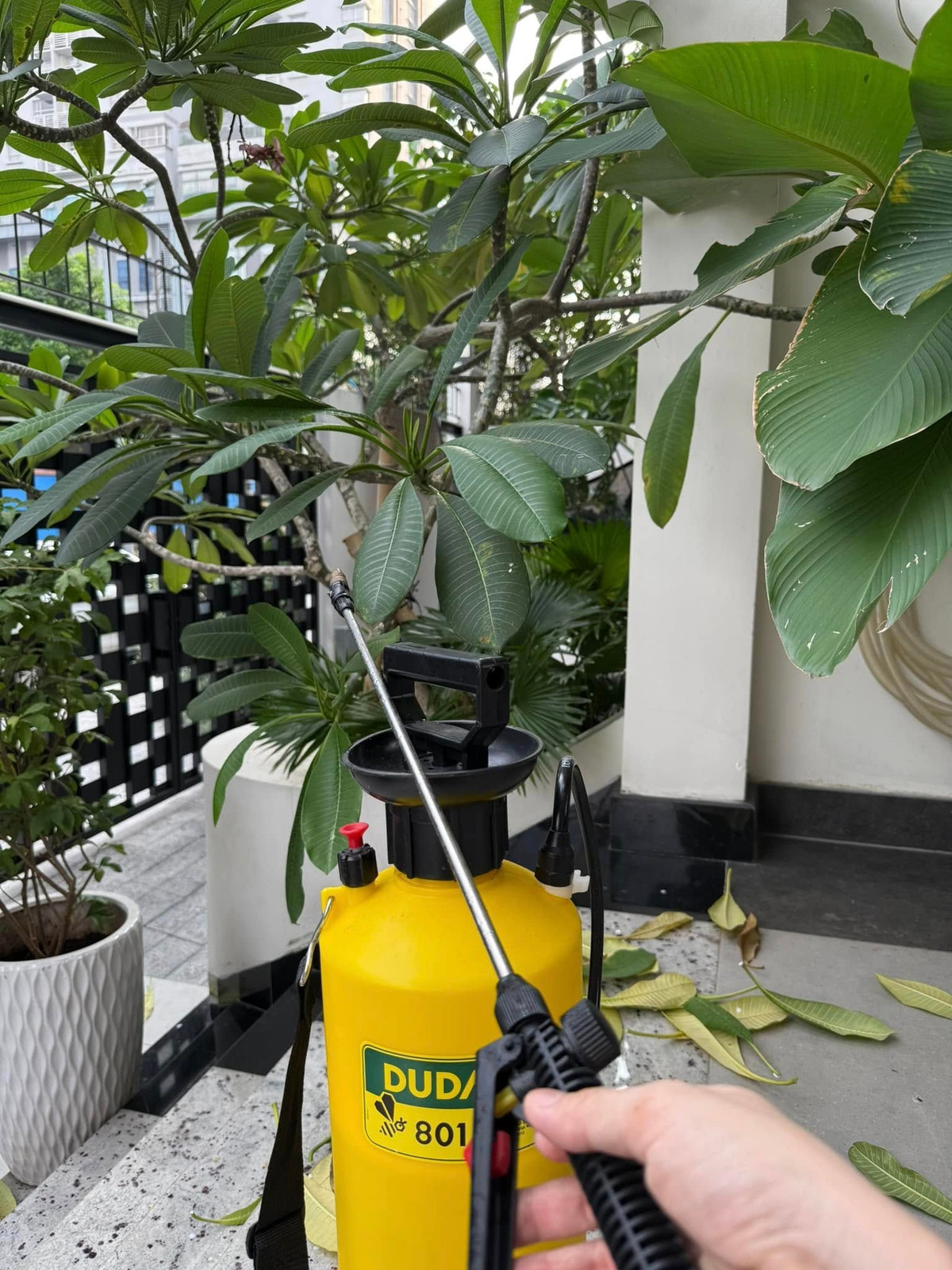 Nữ diễn viên vạch từng cái lá, dí sát mắt để chẩn đoán bệnh rồi pha thuốc xịt cho cây. Ảnh: FB Vân Trang