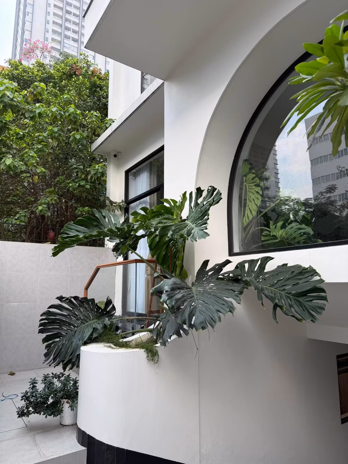 Trong căn biệt thự 1.000m2, Vân Trang trồng nhiều cây xanh, trong đó trầu bà lá xẻ trồng sát tường, hướng nắng tốt, thoáng gió. Ảnh: FB Vân Trang