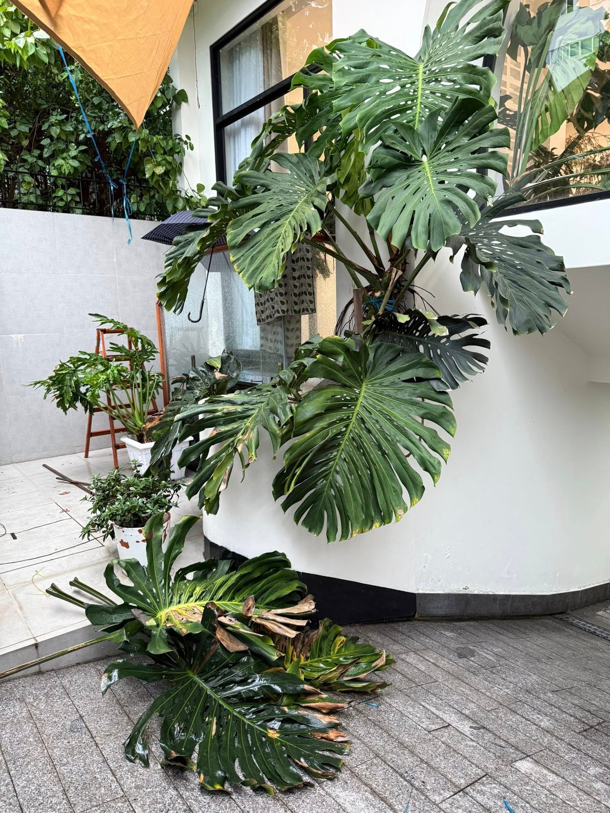 Nếu để ý kỹ, có thể thấy nhiều lá cây bị cháy nắng - phần mép lá nâu xạm, khô giòn. Đây là hiện tượng thường gặp ở cây trầu bà lá xẻ khi bị sốc nắng hoặc thời tiết thay đổi đột ngột. Ảnh: FB Vân Trang