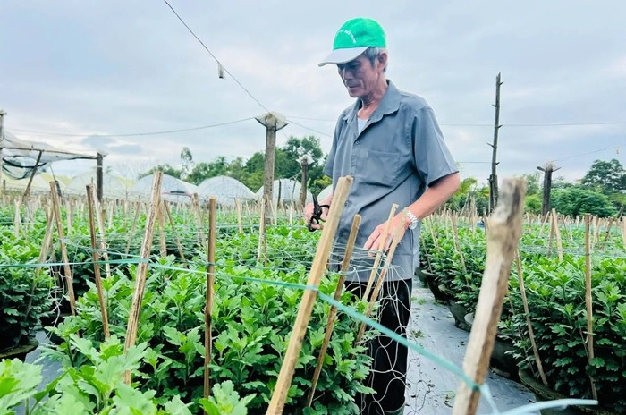 Tại làng hoa Dương Sơn (phường Hòa Xuân, Đà Nẵng), hơn 20 hộ dân đang bước vào giai đoạn cao điểm. Ảnh: Dân Việt