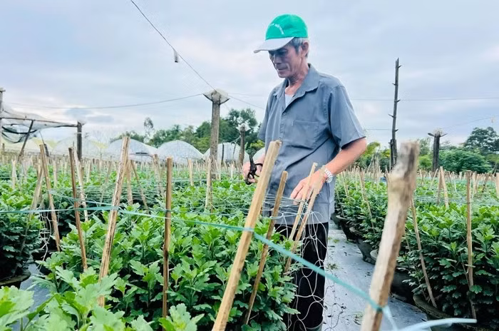 Tại làng hoa Dương Sơn (phường Hòa Xuân, Đà Nẵng), hơn 20 hộ dân đang bước vào giai đoạn cao điểm. Ảnh: Dân Việt